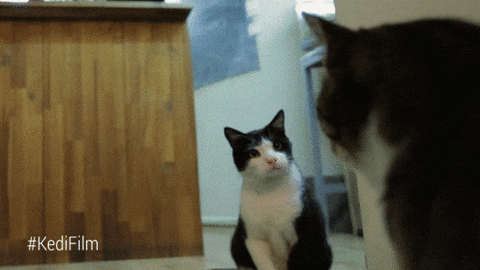 Angry Cat