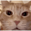 Sad Cat