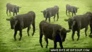 Cow music