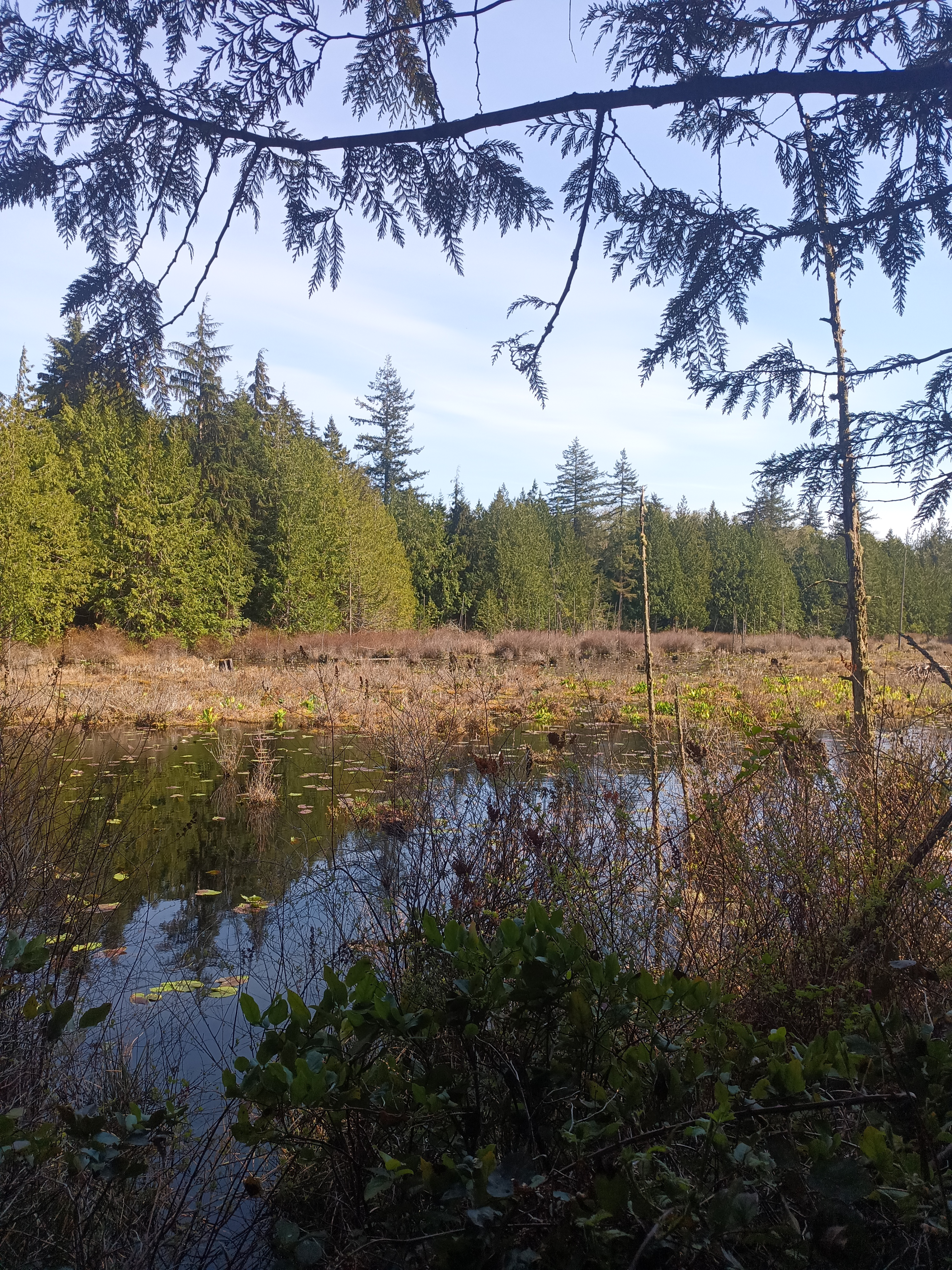 Wetlands in Western Washington