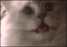 Scared cat