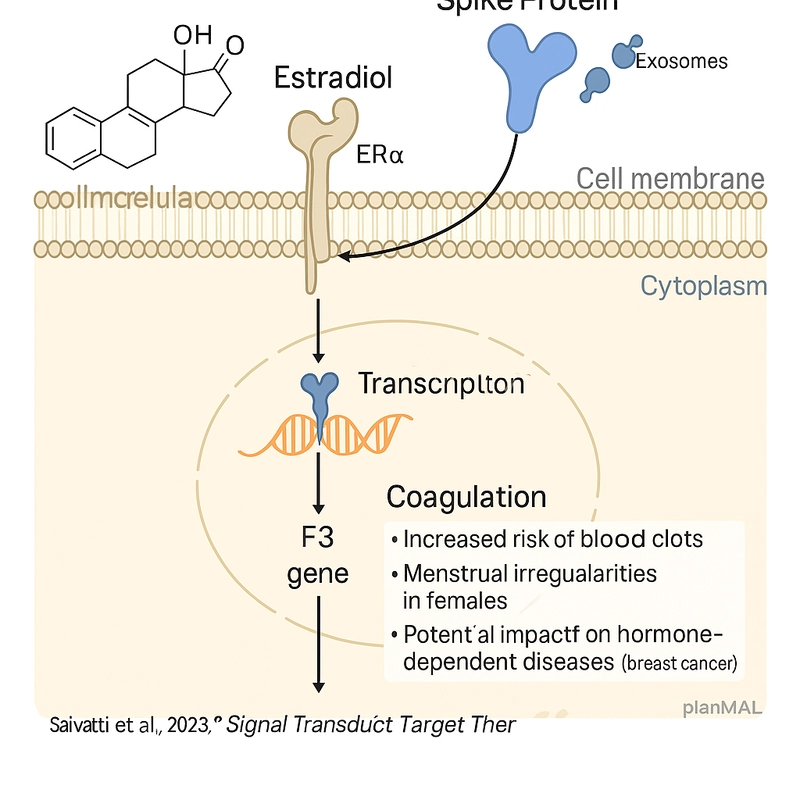 mRNA and saRNA Vaccine Persistence: A Hidden Dialogue with Estrogen Signaling?