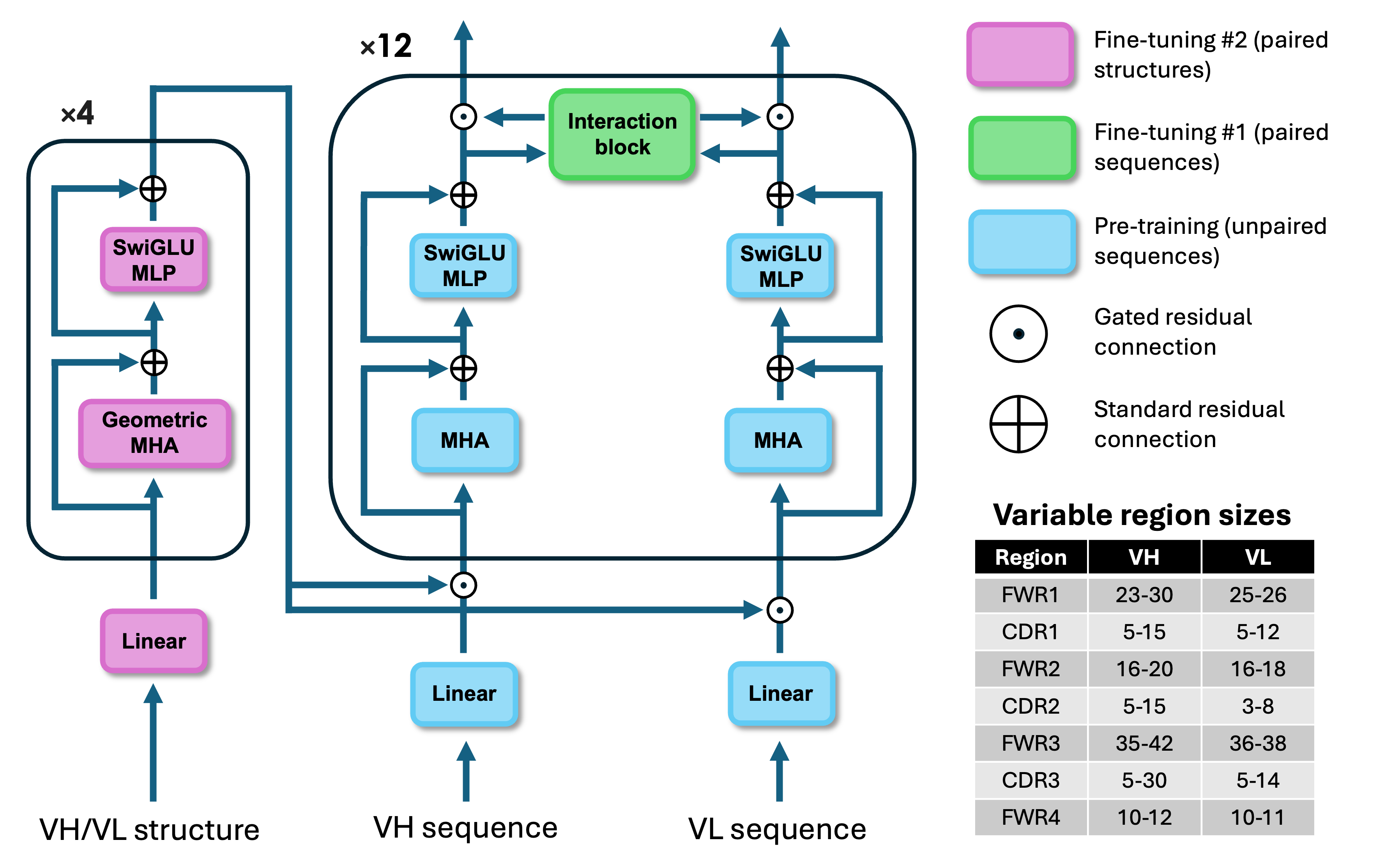 IgCraft's two-track transformer architecture. Layers are color-coded by the stage of training during which they are updated. The main backbone (blue, green) receives noisy logits for the VH/VL sequences as input and outputs predicted probabilities for the amino acid identity at each position. Shown in the bottom right corner are the minimum/maximum lengths (both sides inclusive) per variable domain region of each antibody chain type. MHA: Multi-head attention; MLP: Multi-layer perceptron; SwiGLU: Swish-gated linear unit.