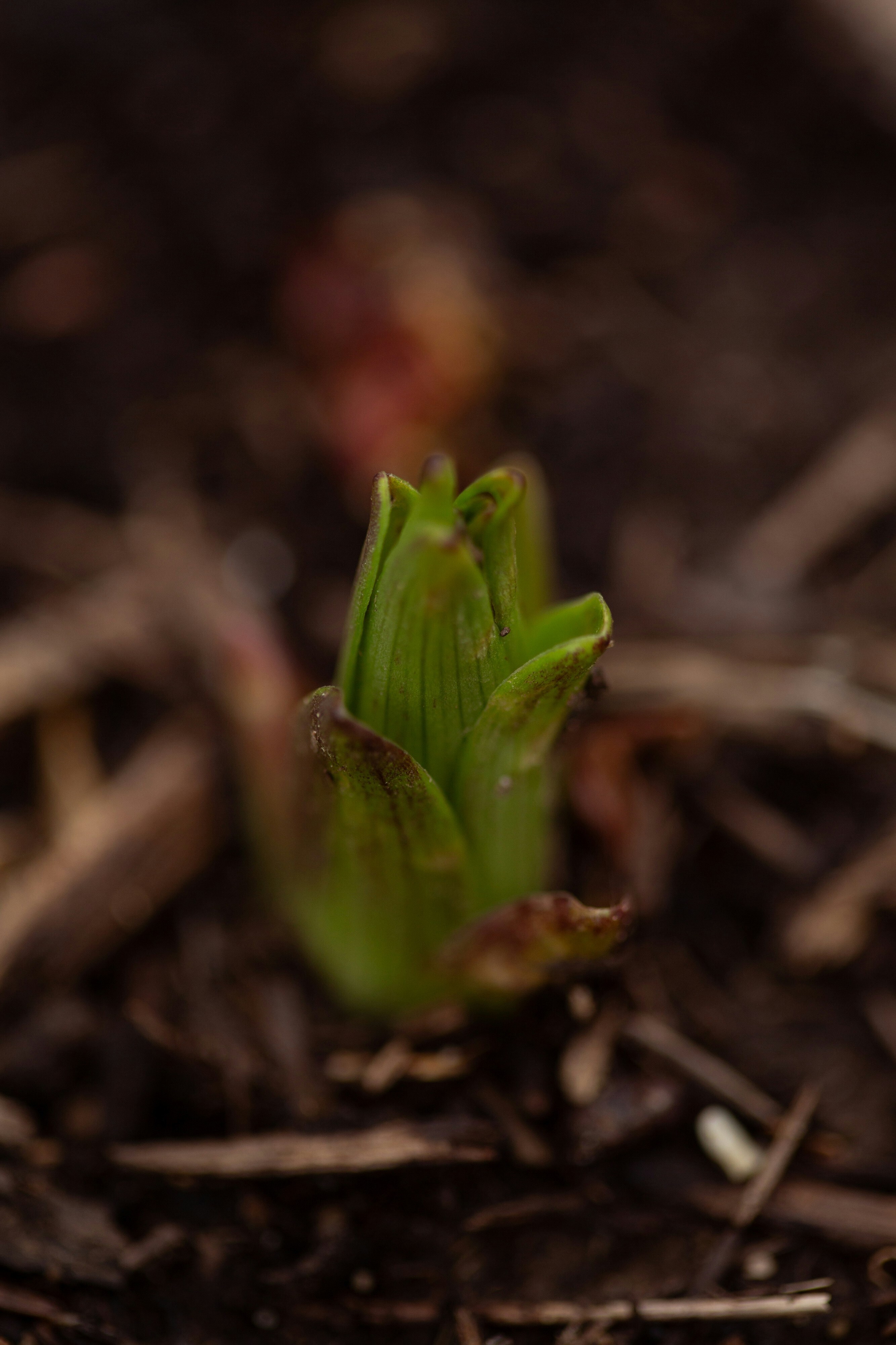plant emerging from soil