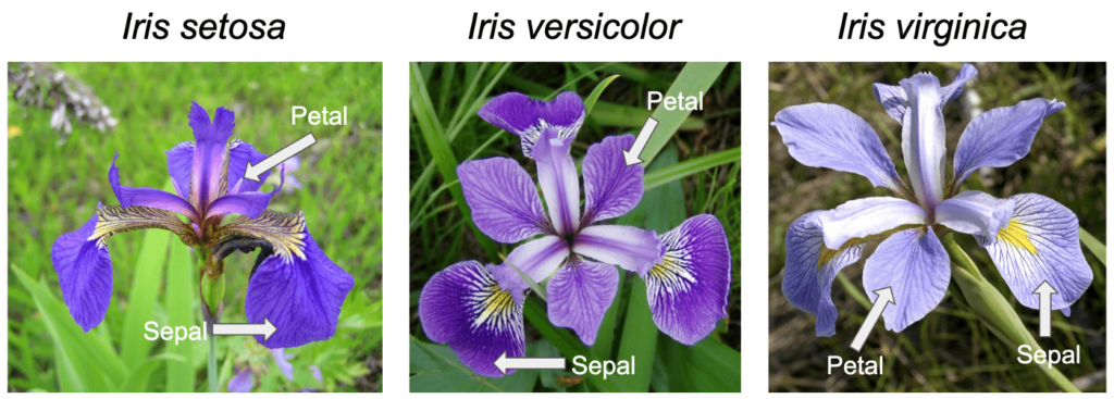 Iris species