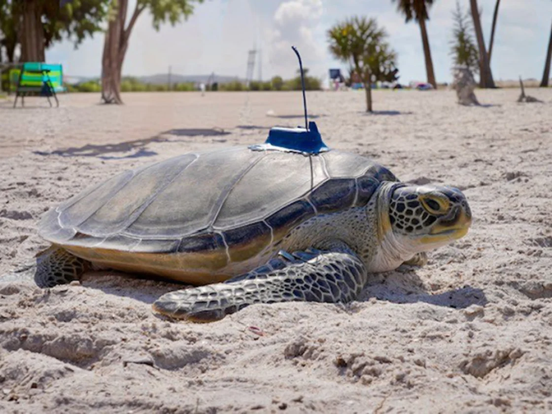Buckley the sea turtle being tracked with a satellite tag