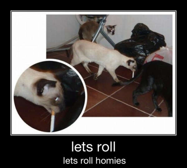 Lets roll