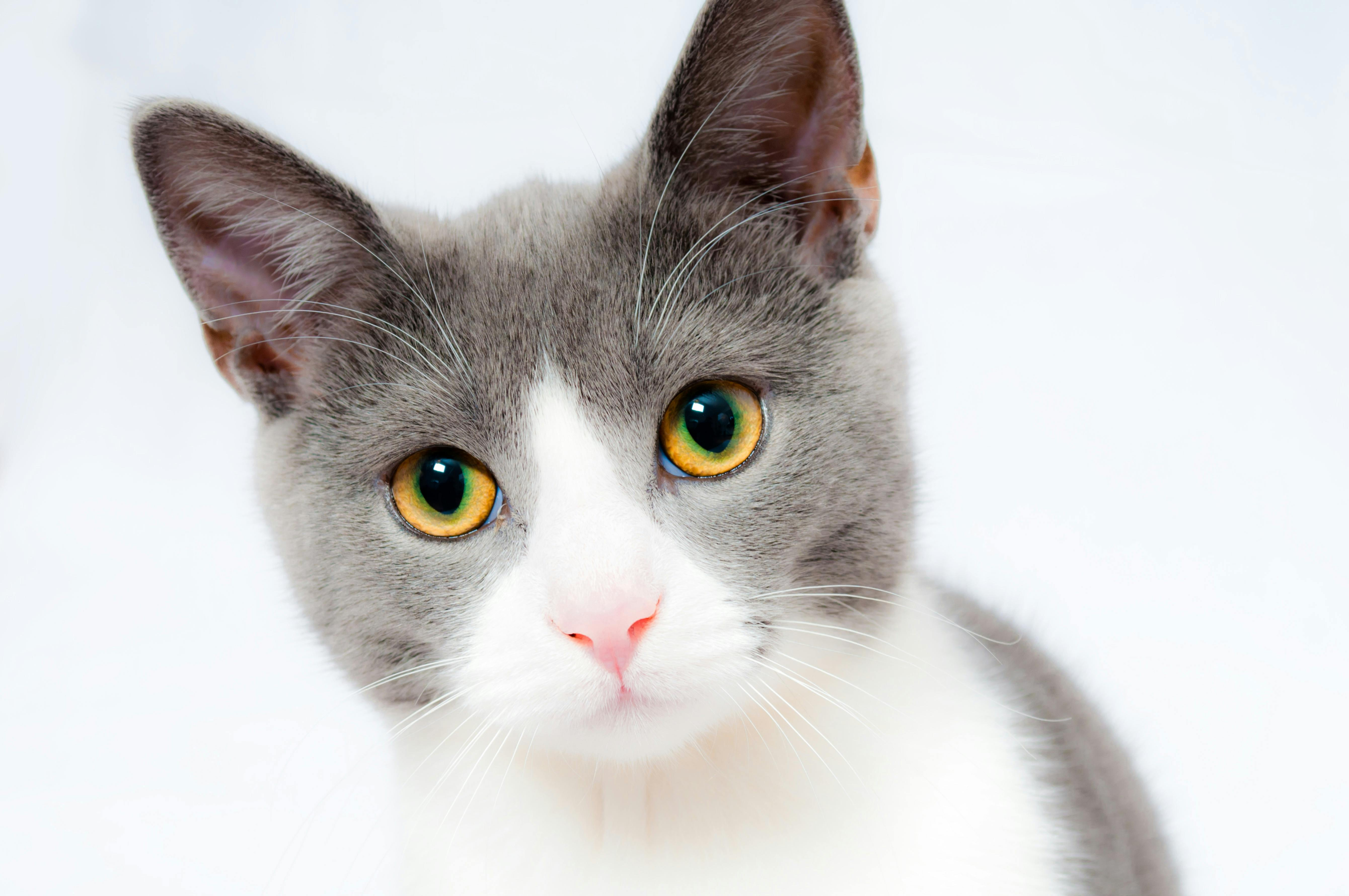 A picture of a cat