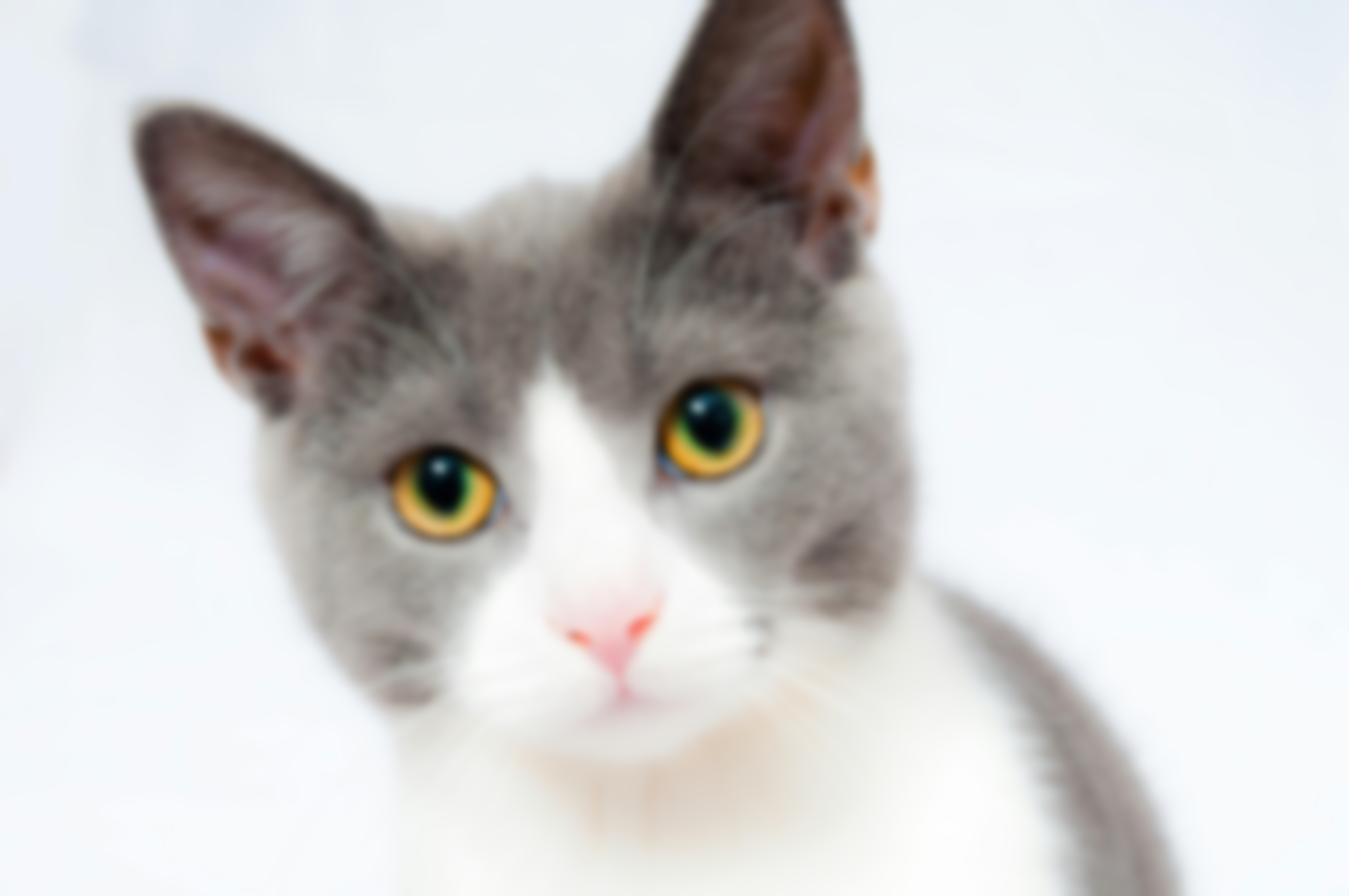 Blurred cat image