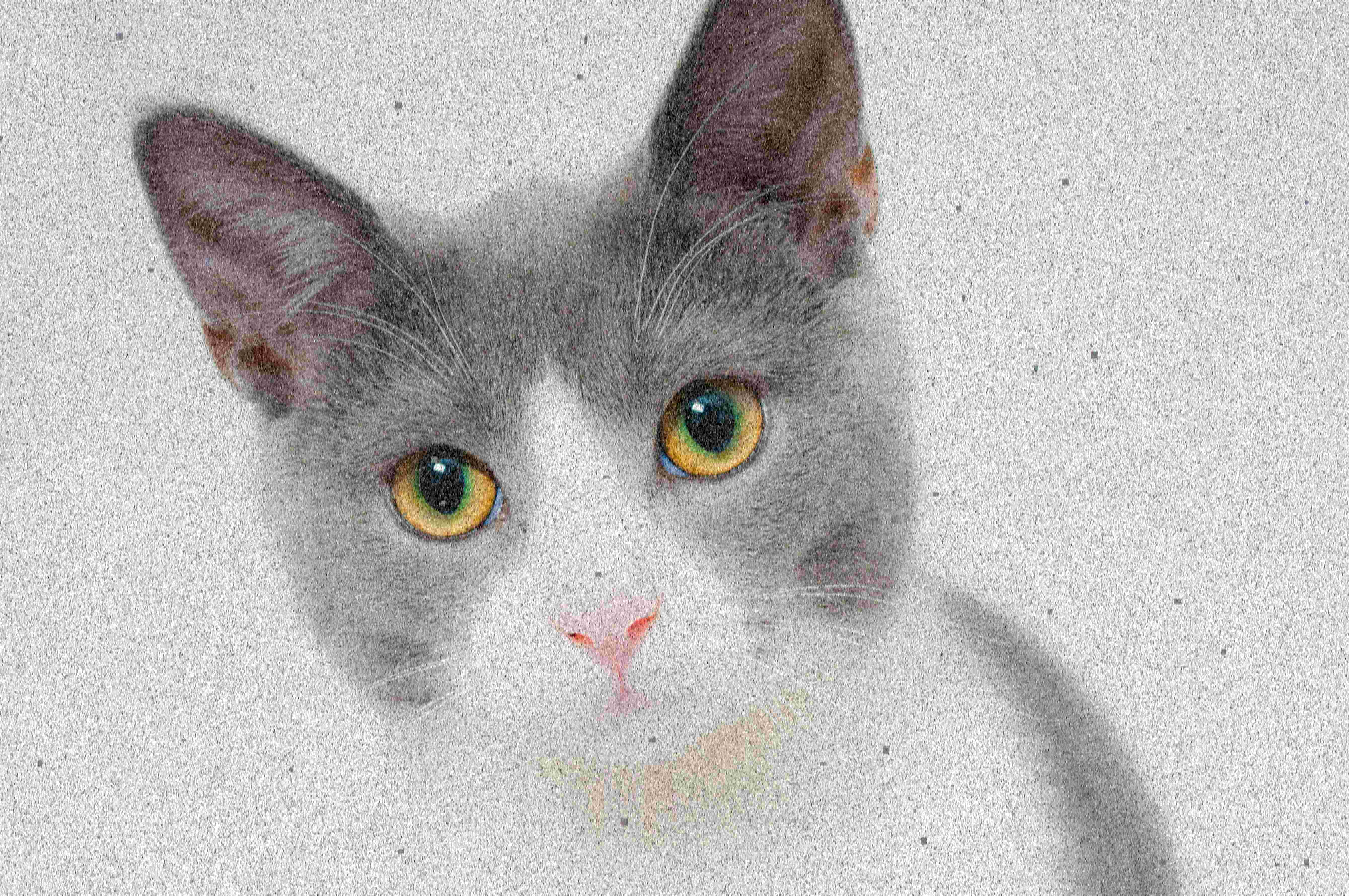 Broken cat image