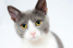 Resized cat image