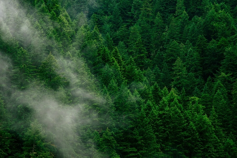 Lightweight Web visualization of forest data using GISBox