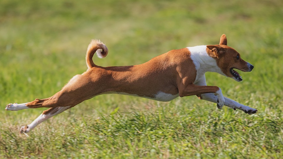 a dog running