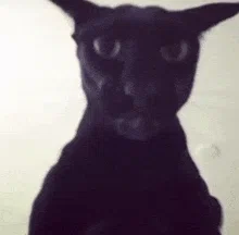 Meet Larry