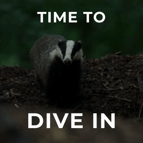 Dive IN