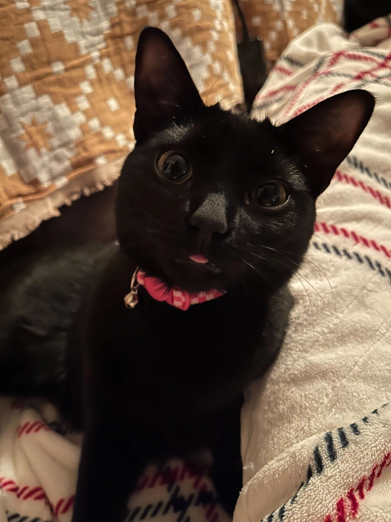 Building a bot to talk to my cats