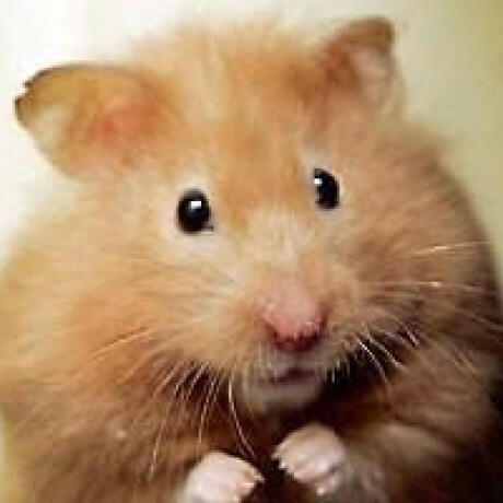 jacklehamster image