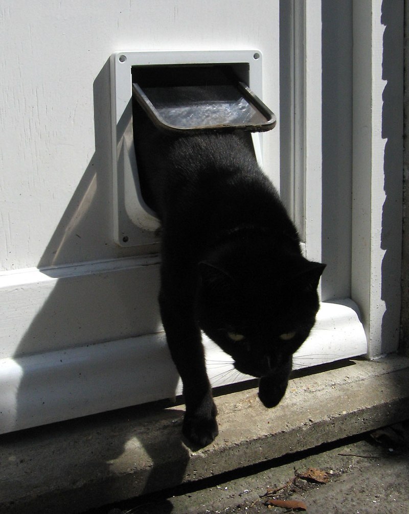 cat exists from pet door