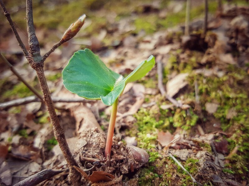Young seedling. Ales Kladnik