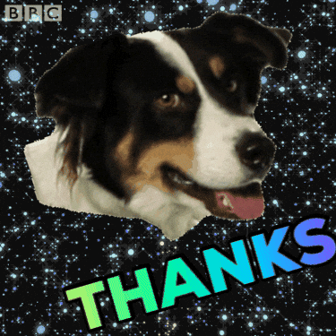 thank you dog