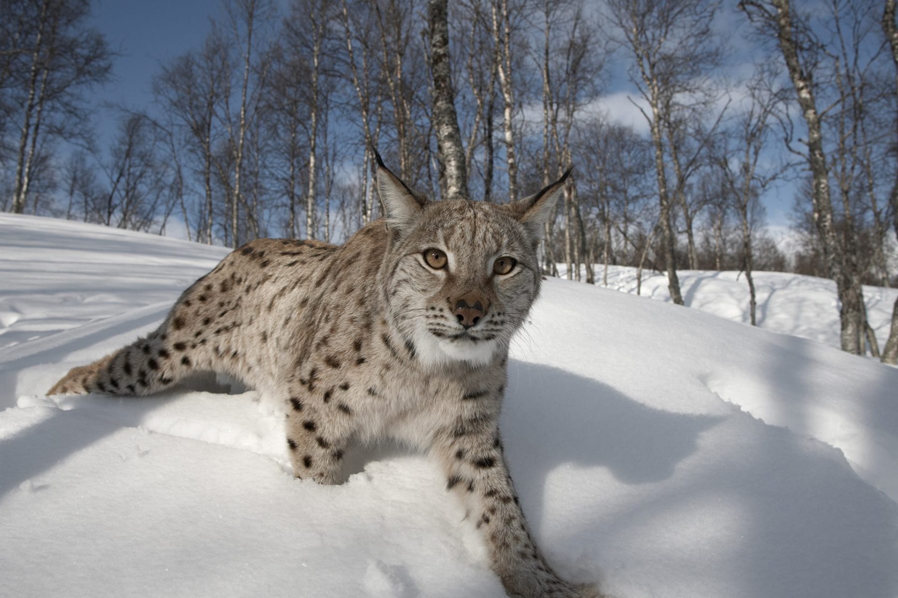 Lynx